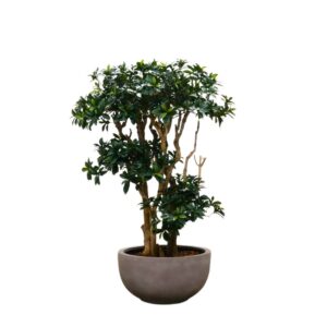 Euonymus 130 cm