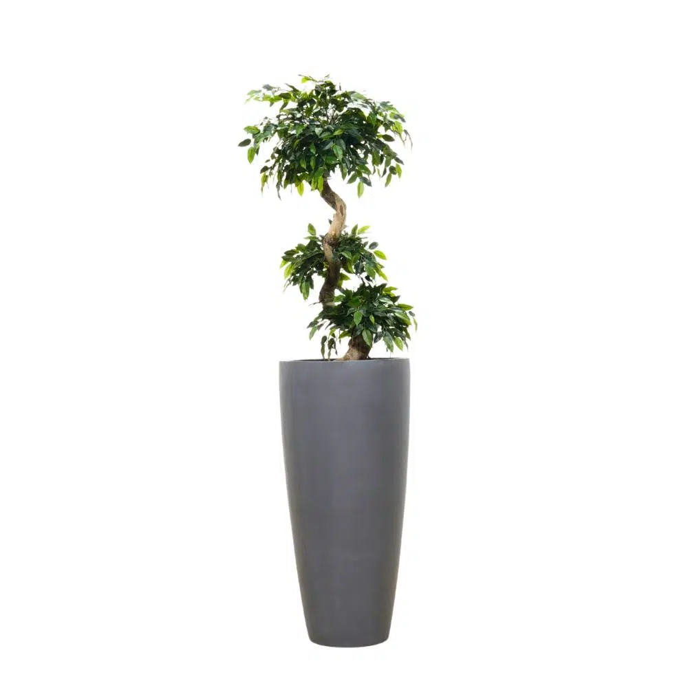 Ficus Bonsai 90 cm