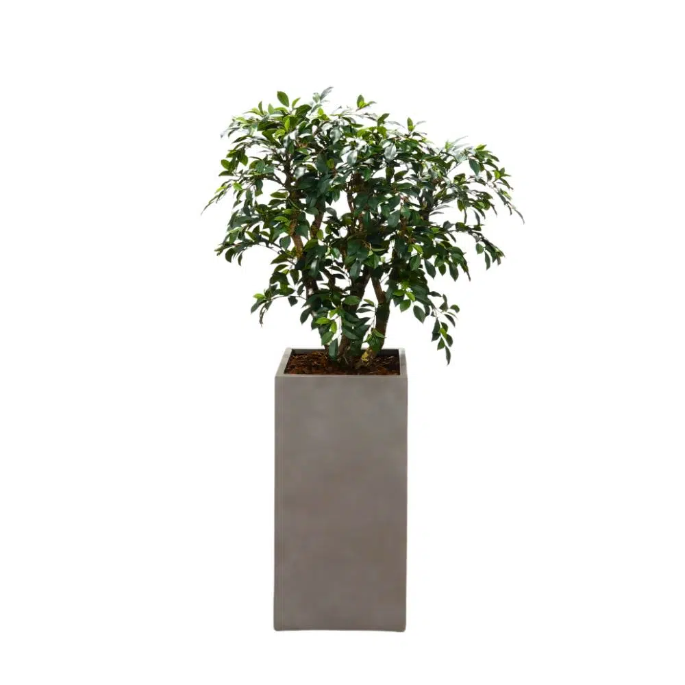 Ficus Folia 100 cm