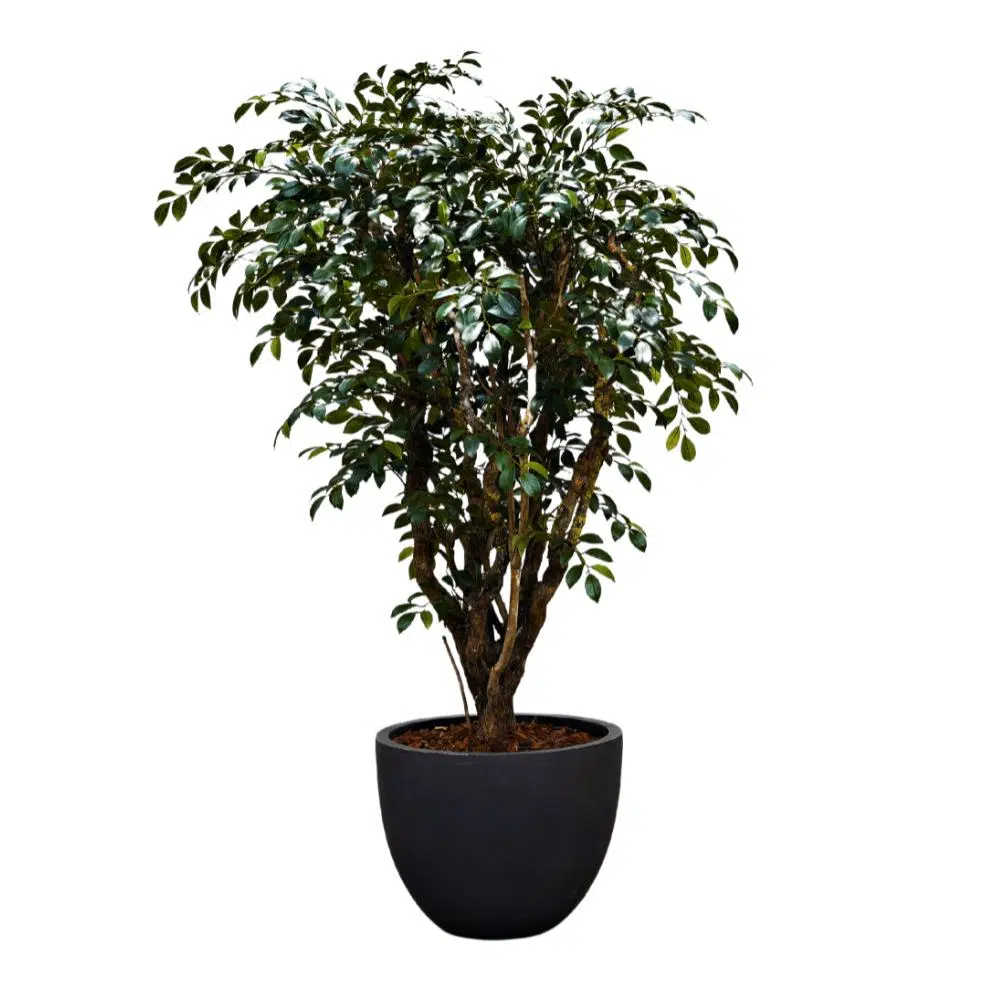 Ficus Folia 140 cm
