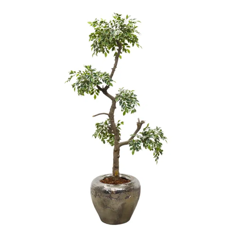 Ficus Folia Bonsai 185 cm