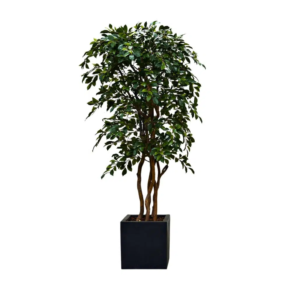 Ficus Folia Swing 150 cm