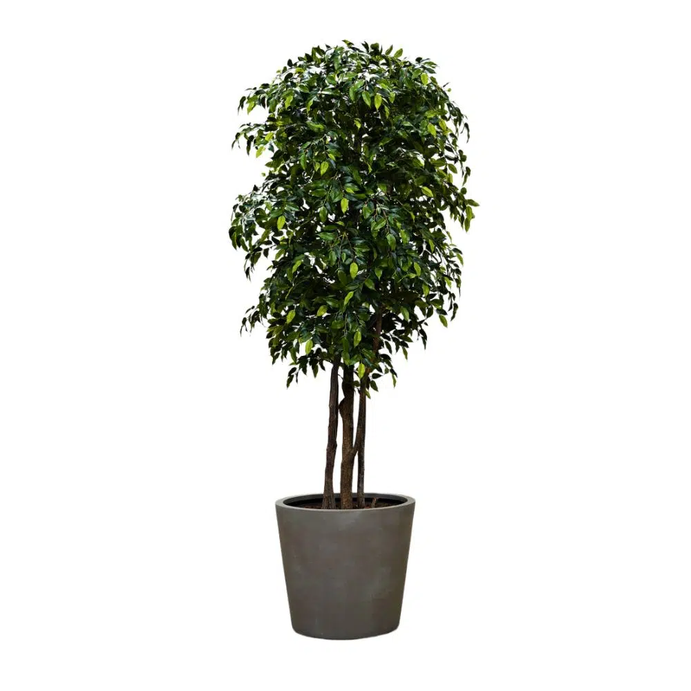 Ficus Nitida 175 cm