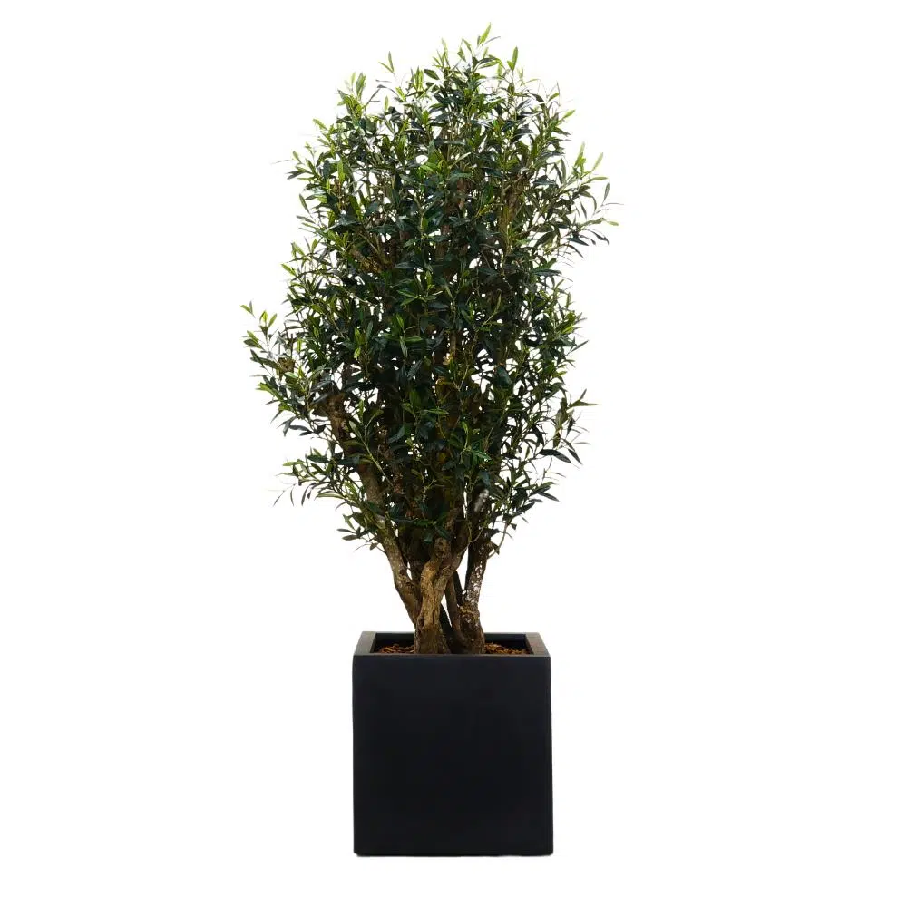 Olive Natural Max 150 cm