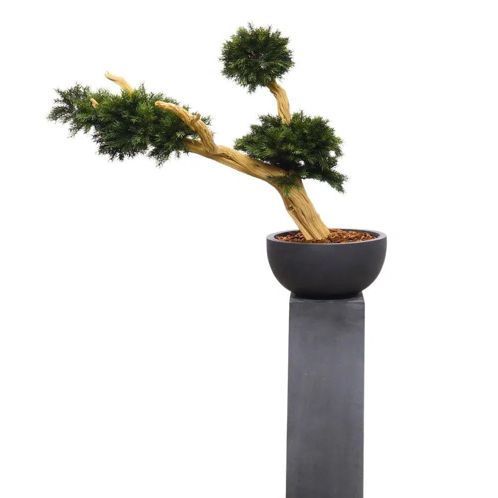 Pinus Bonsai 95 cm