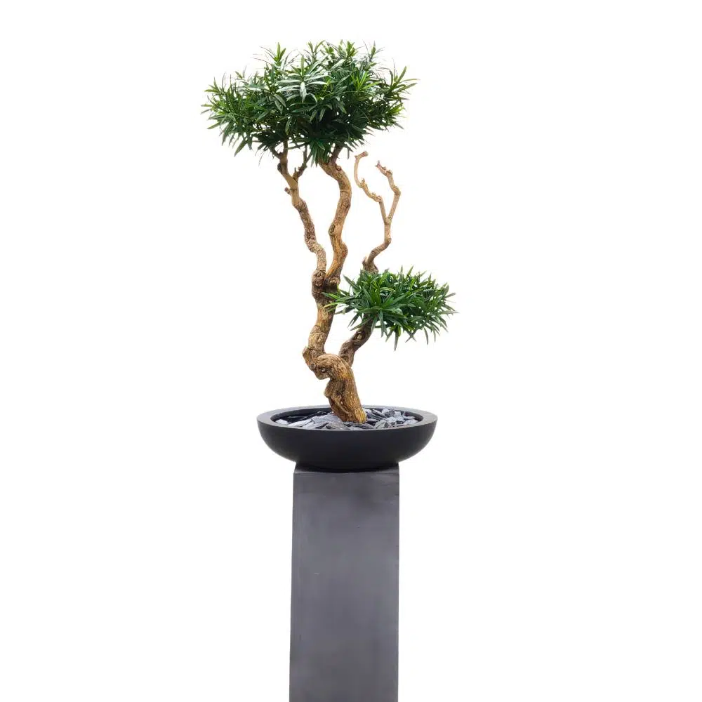 Podocarpus Bonsai 100 cm