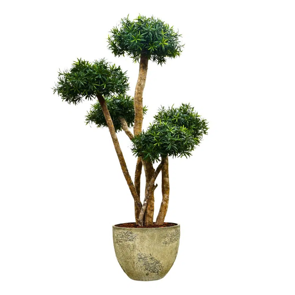 Podocarpus Bonsai 230 cm