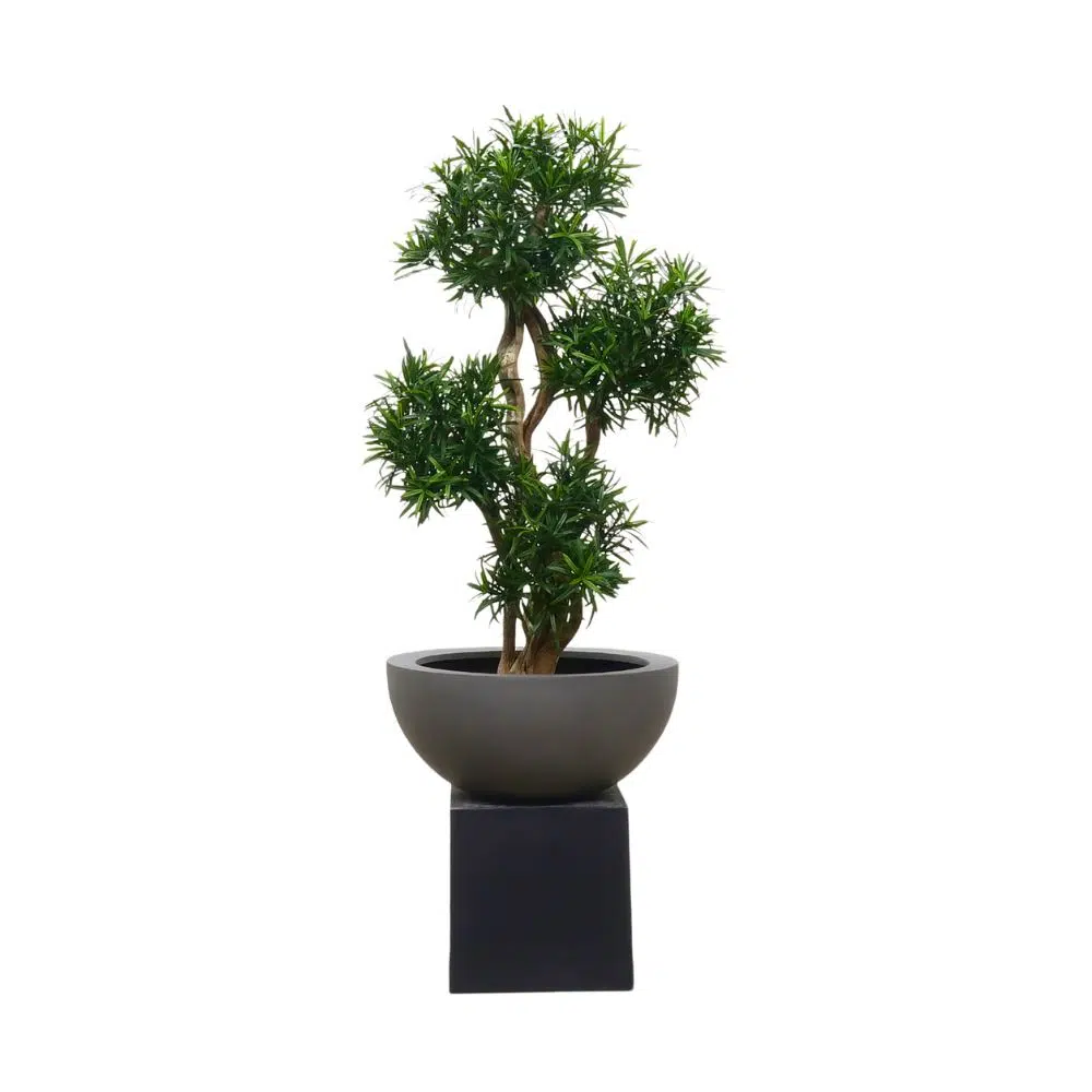 Podocarpus Liana Bonsai 4 Kronen 105 cm