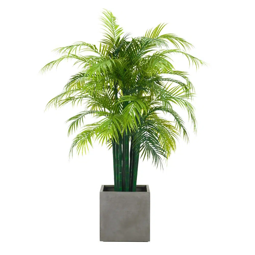 Areca Palm 190 cm