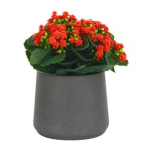 Kalanchoe L Red 25 cm